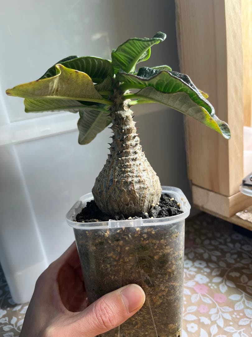 早い者勝ち 超極太 国内実生 ウィンゾリー パキポディウムウィンゾリー 鉢ごと