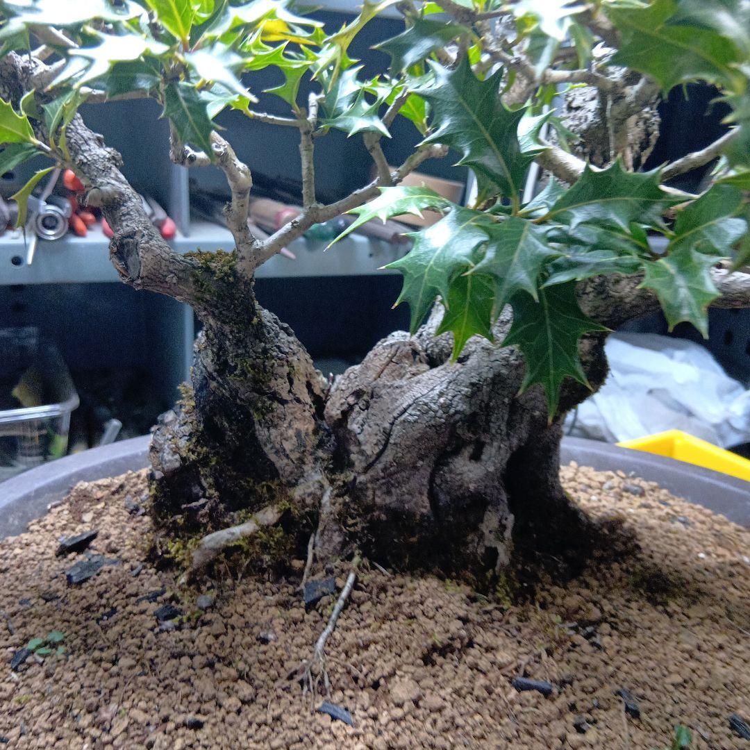 山木からのヒイラギ（盆栽）（かなり年数持ち込み古い）