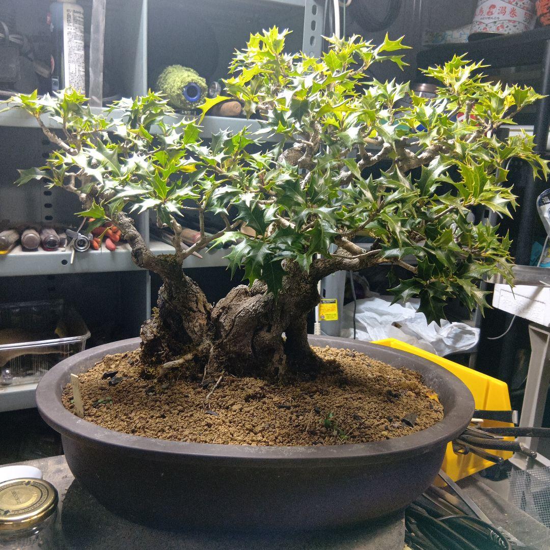 山木からのヒイラギ（盆栽）（かなり年数持ち込み古い）