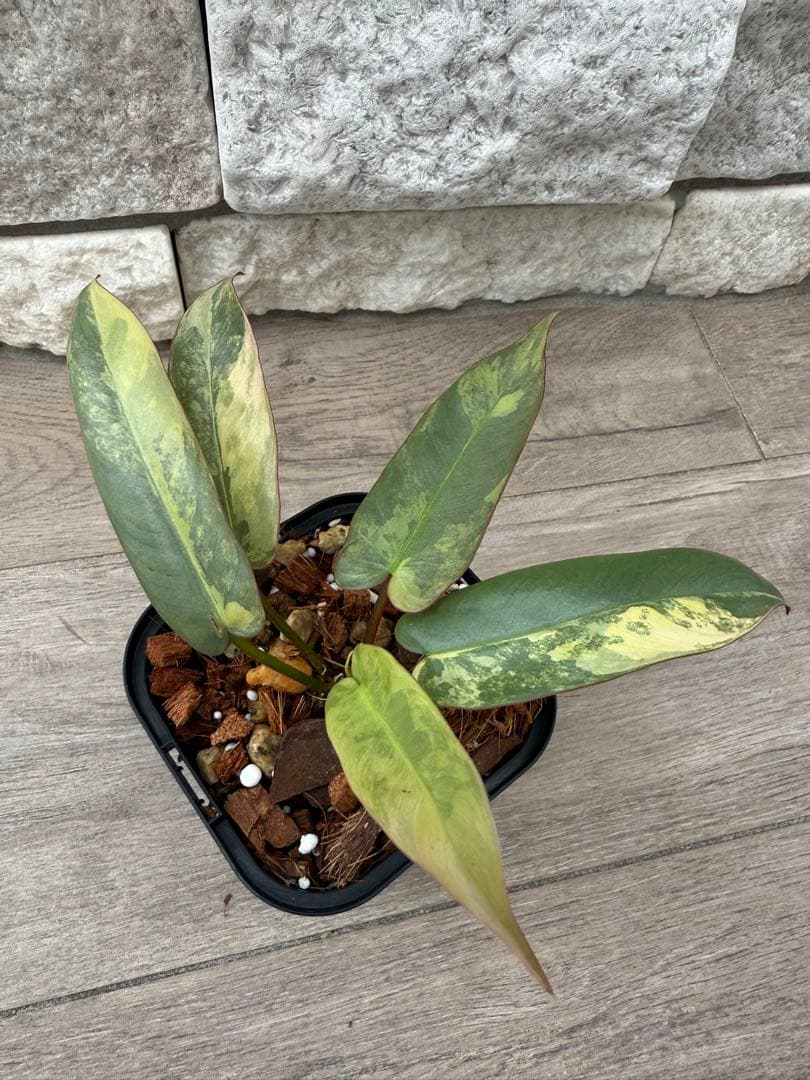 超絶希少 フィロデンドロン アタバポエンセ ピンクオーレア斑入り