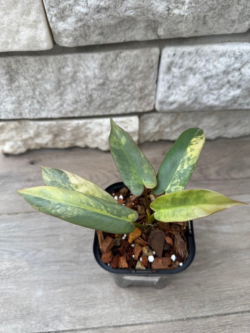 超絶希少 フィロデンドロン アタバポエンセ ピンクオーレア斑入り