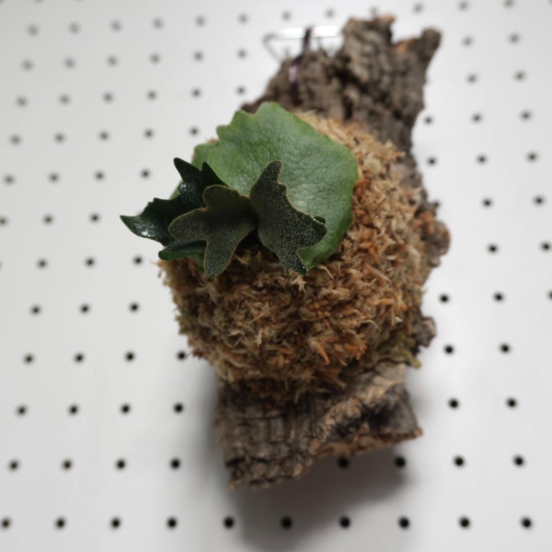 ビカクシダ YMDS ウィリンキー系 イエロームーンドワーフ　スポア Y-9