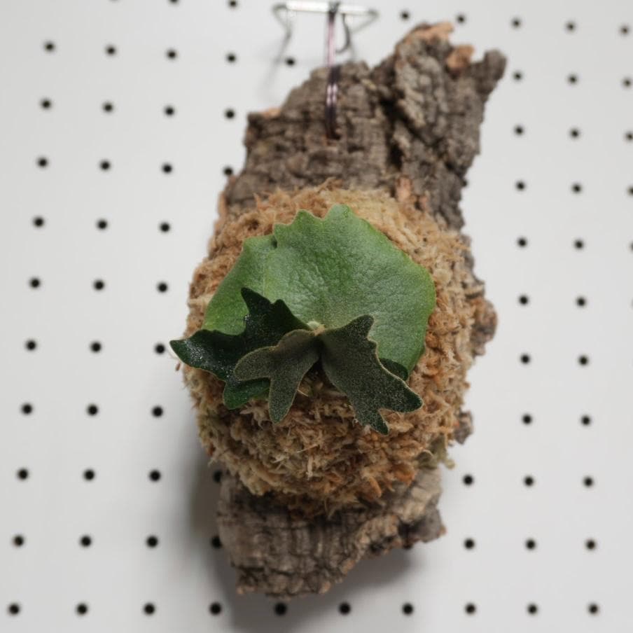 ビカクシダ YMDS ウィリンキー系 イエロームーンドワーフ　スポア Y-9