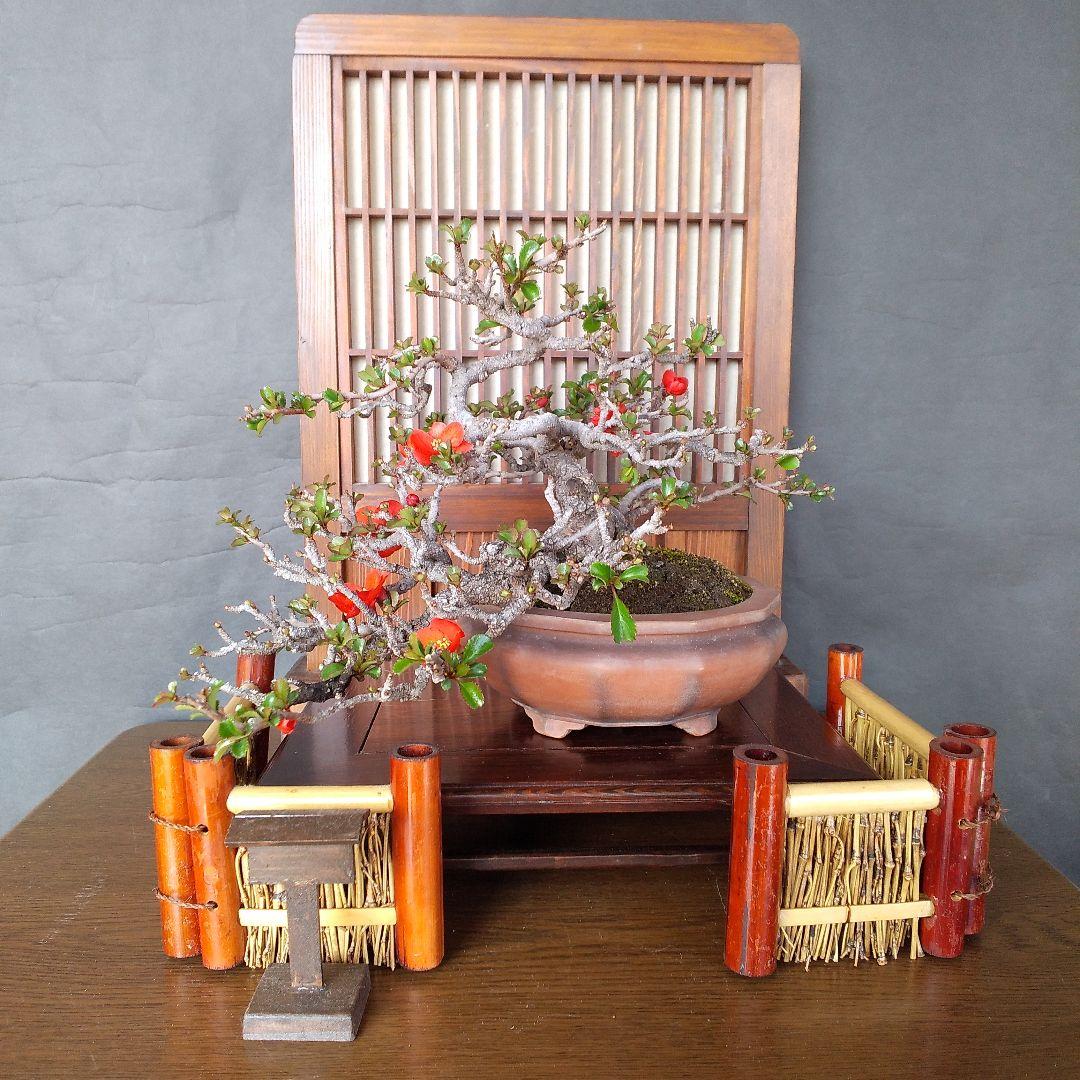 長寿梅 盆栽(赤花 )