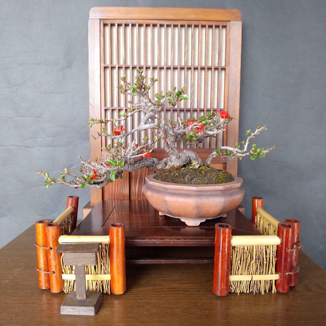 長寿梅 盆栽(赤花 )