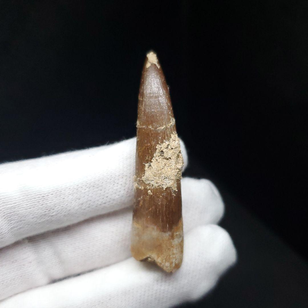 プレシオサウルス 化石 歯 本物 モロッコ産 48mm ケース付 pr112