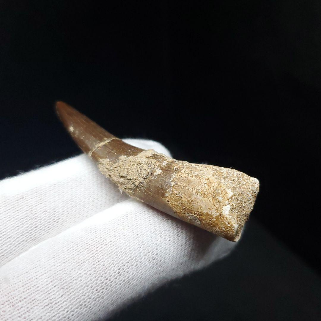プレシオサウルス 化石 歯 本物 モロッコ産 48mm ケース付 pr112