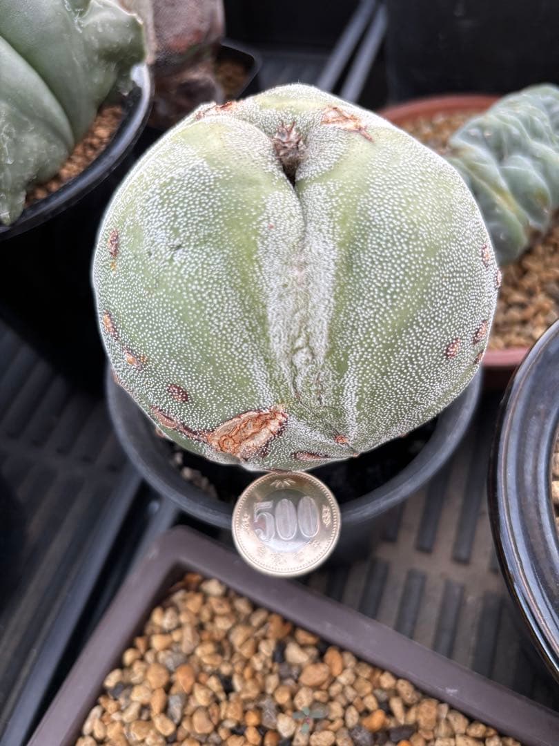 変わりランポー