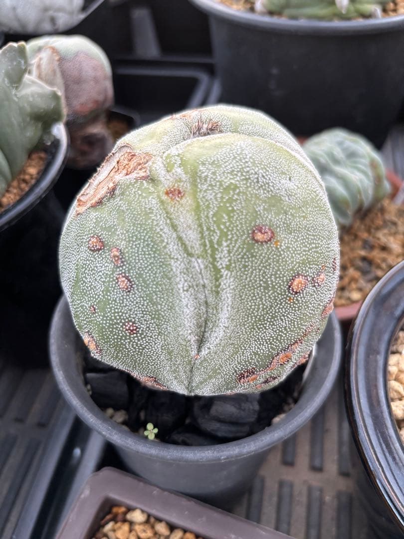 変わりランポー