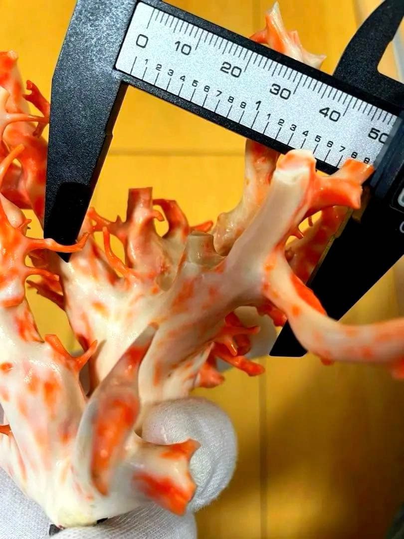 珊瑚原木　本珊瑚　宝石珊瑚　珊瑚置物　サンゴ　置物　桃珊瑚