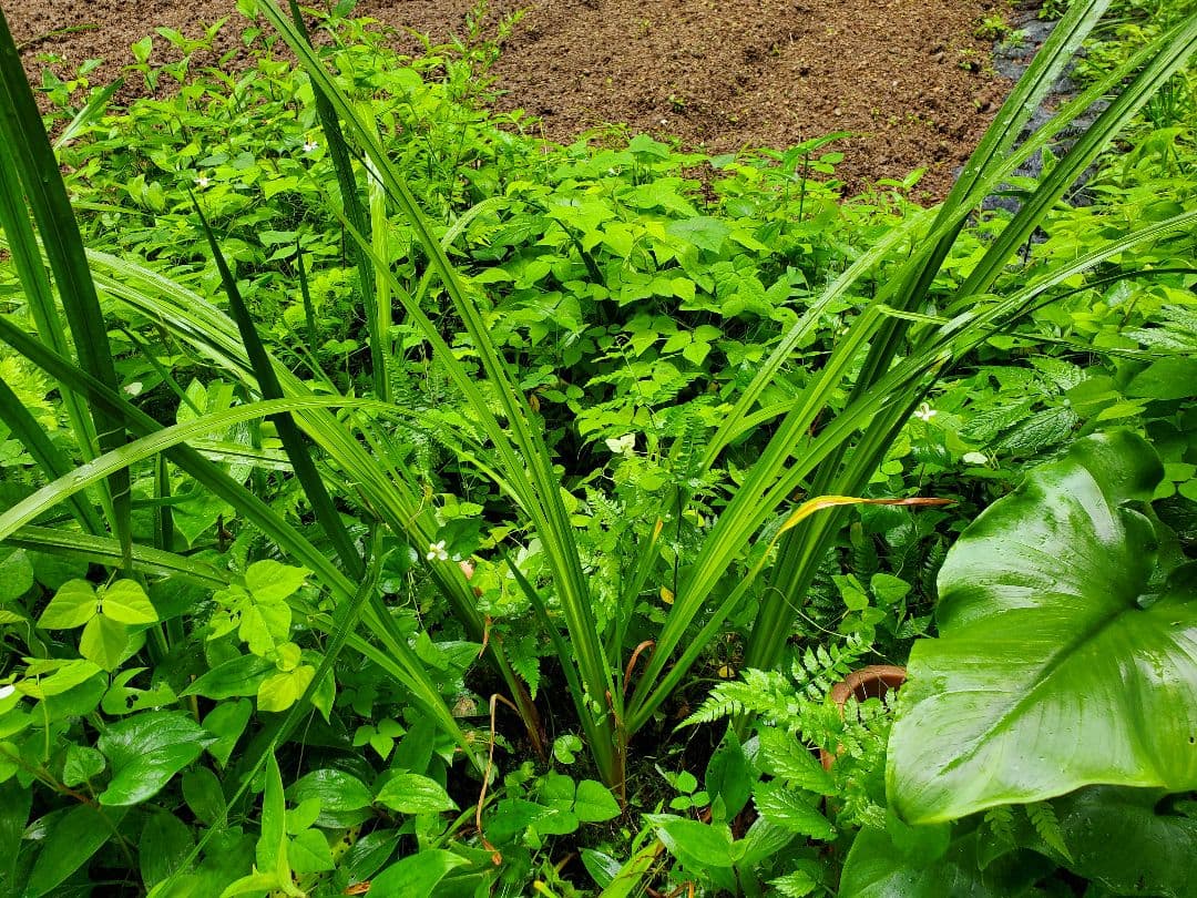 りぃです。購入済みです。耐寒宿根草　菖蒲湯用の菖蒲の株１株22-4(5)