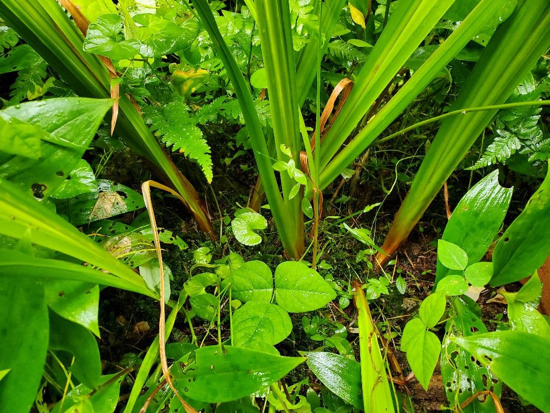 りぃです。購入済みです。耐寒宿根草　菖蒲湯用の菖蒲の株１株22-4(5)