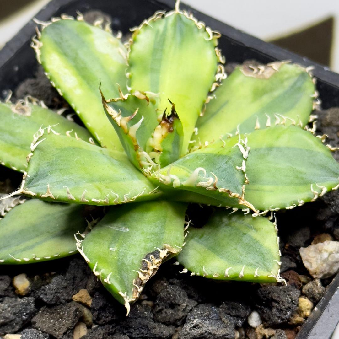 540【上澳園芸】アガベ チタノタ フィリグリー 圓葉拇指 覆輪斑
