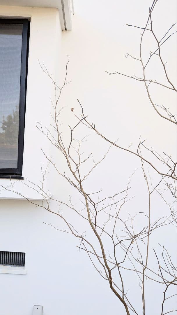 特大！山採りシロモジ。