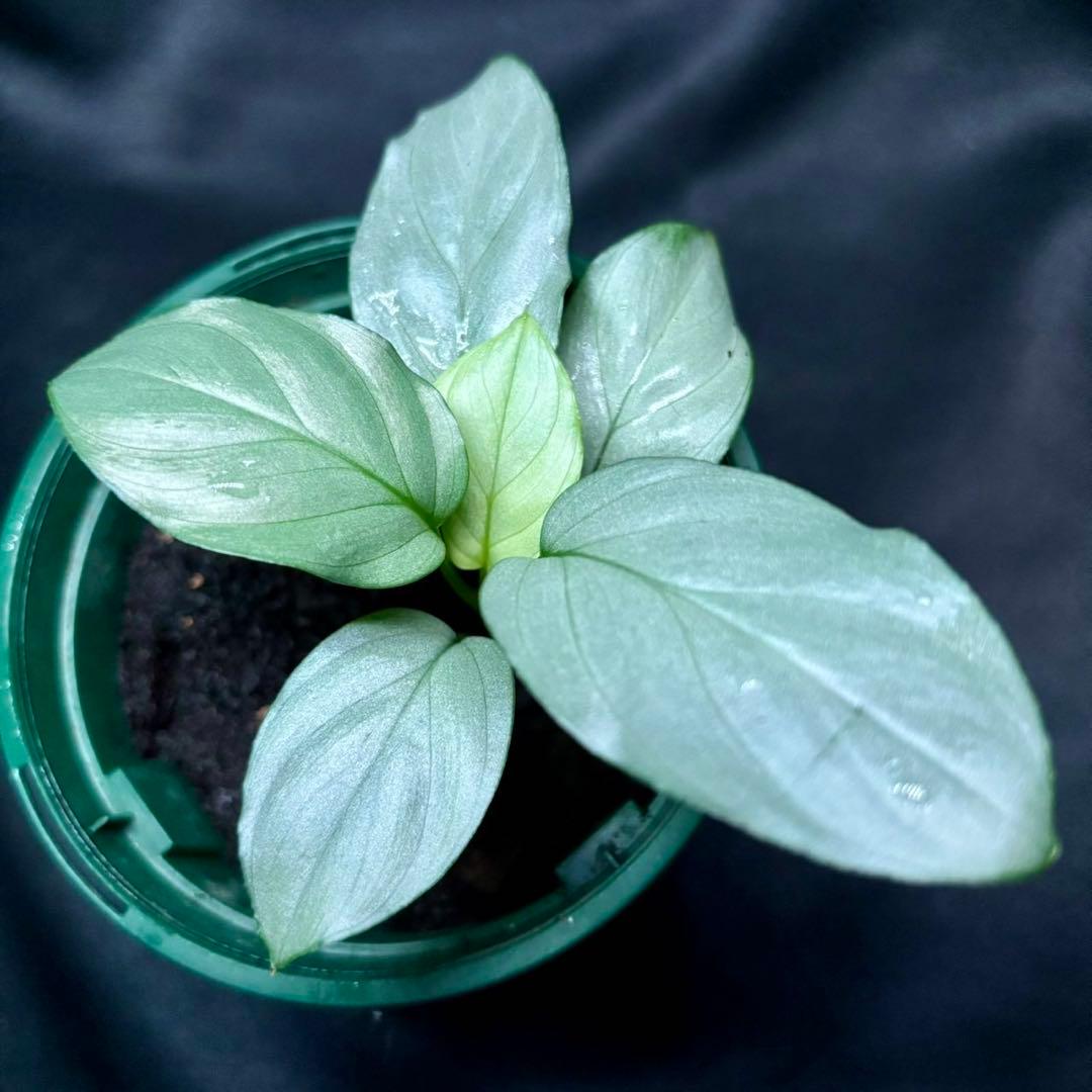 ホマロメナ sp.緑銀　正規タグ付き