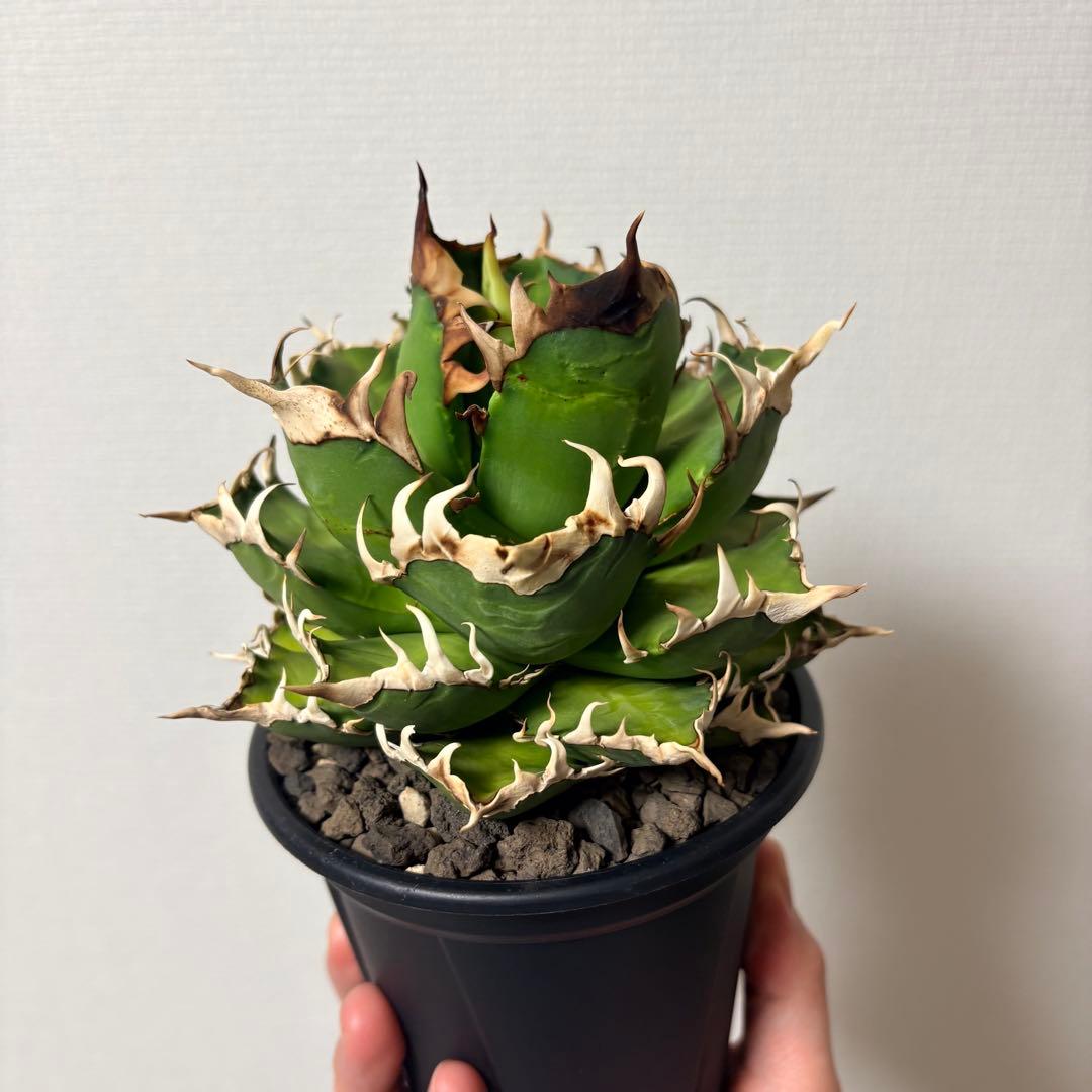 【鉢付き】アガベ チタノタ 赤猫 レッドキャットウィーズル ゴリ猫 LED管理株