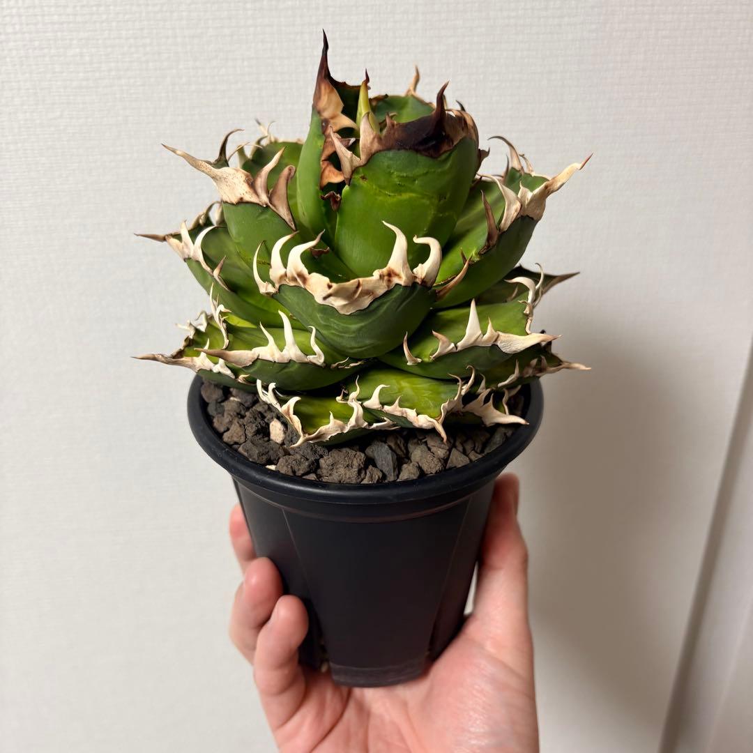 【鉢付き】アガベ チタノタ 赤猫 レッドキャットウィーズル ゴリ猫 LED管理株