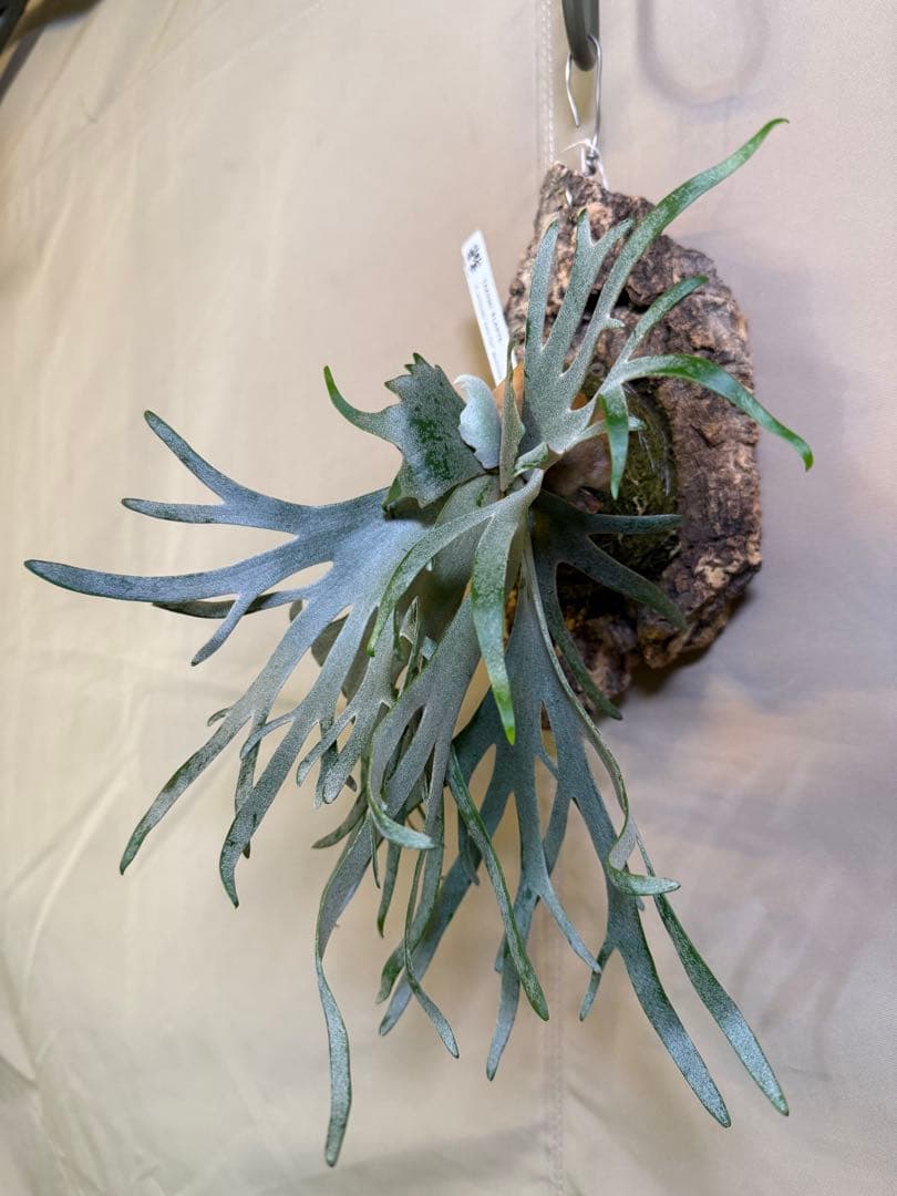 ビカクシダジェイドガールP. willinckii JadeGirl spore