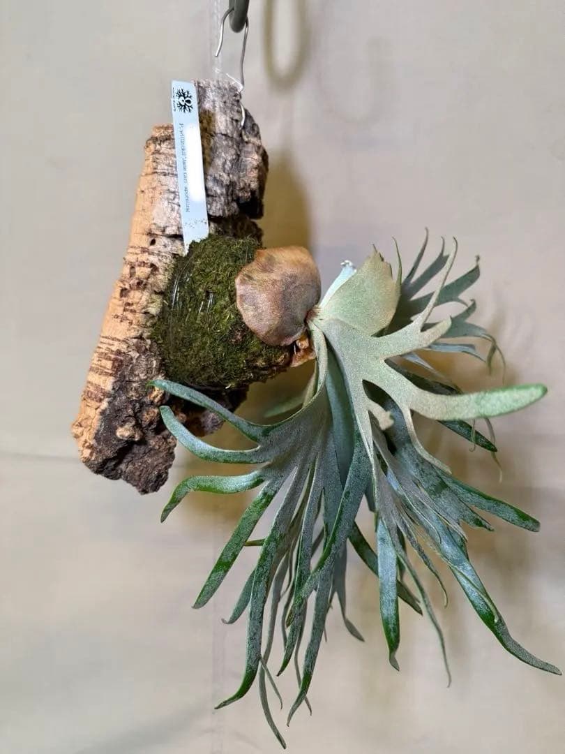 ビカクシダジェイドガールP. willinckii JadeGirl spore