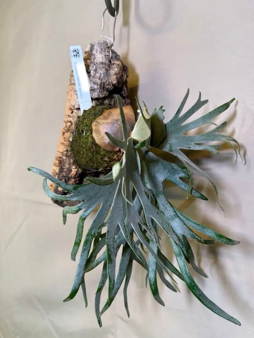 ビカクシダジェイドガールP. willinckii JadeGirl spore