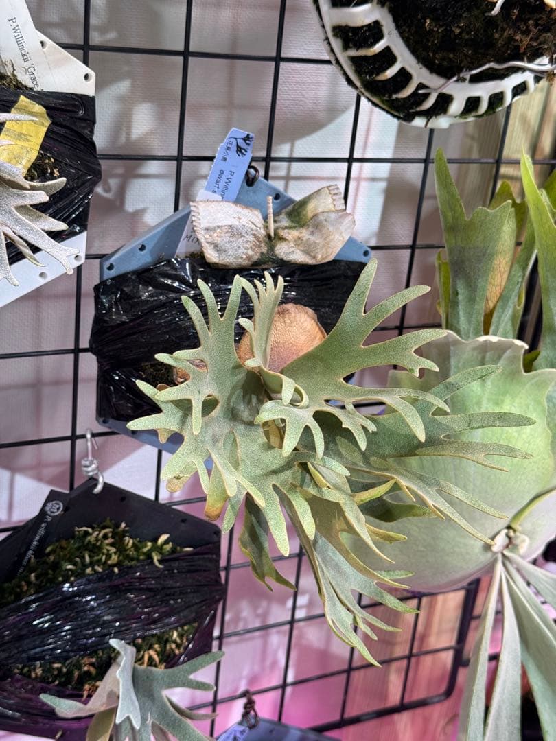 ウィリンキー　ボゴール　スーダン　ドワーフ　スポア