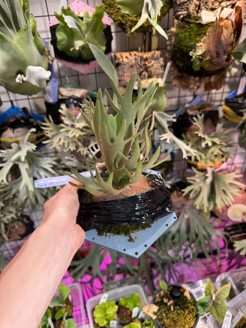 ウィリンキー　ボゴール　スーダン　ドワーフ　スポア