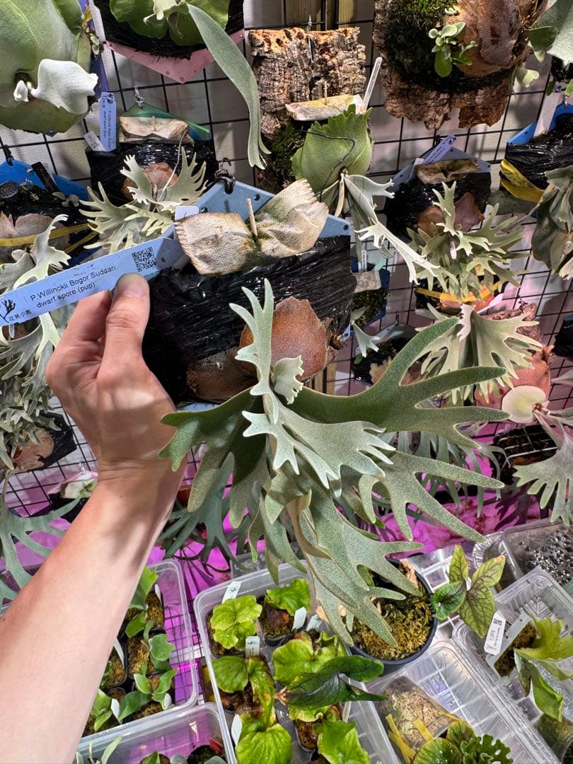 ウィリンキー　ボゴール　スーダン　ドワーフ　スポア