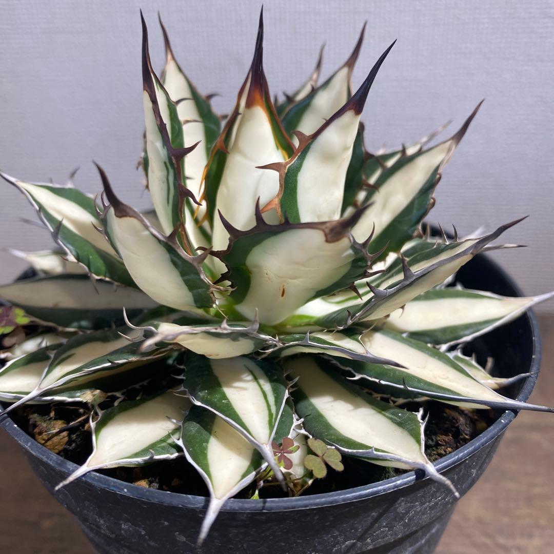 アガベ　ホリダ白中斑入　極上3