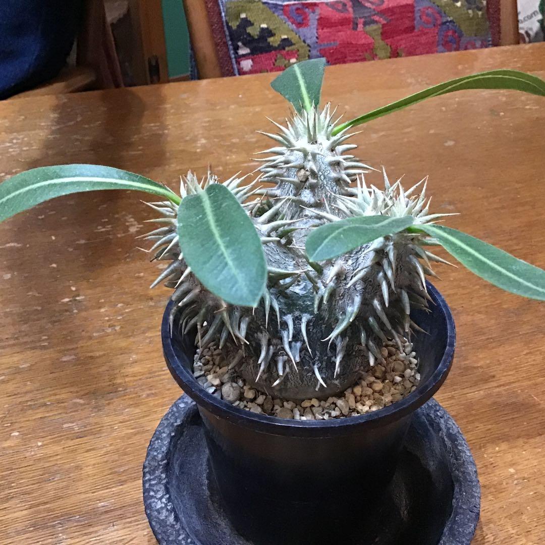 パキポディウム　　エブレネウム　　実生