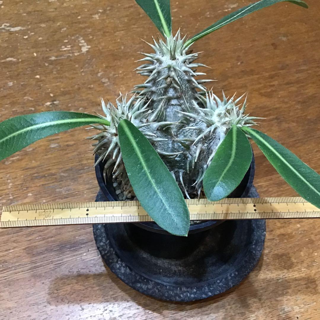 パキポディウム　　エブレネウム　　実生