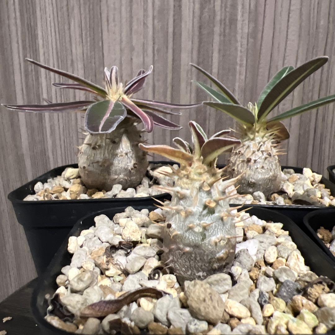 塊根植物 パキポデュウムグラキリス　実生　丸形　5株