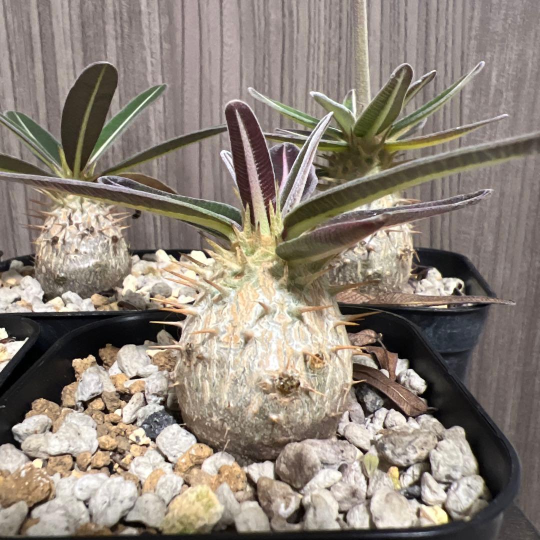 塊根植物 パキポデュウムグラキリス　実生　丸形　5株