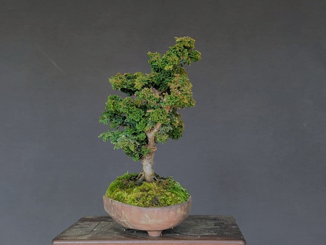 石化桧　ヒノキ　3幹　ミニ盆栽　小品盆栽