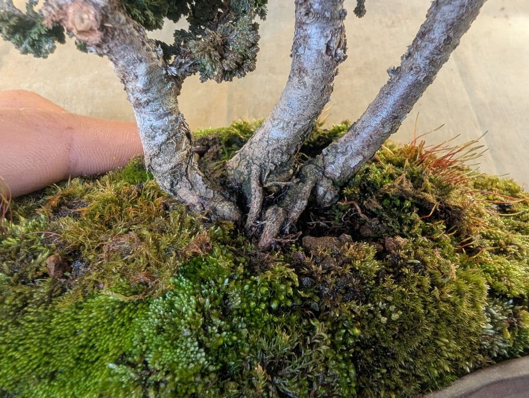 石化桧　ヒノキ　3幹　ミニ盆栽　小品盆栽