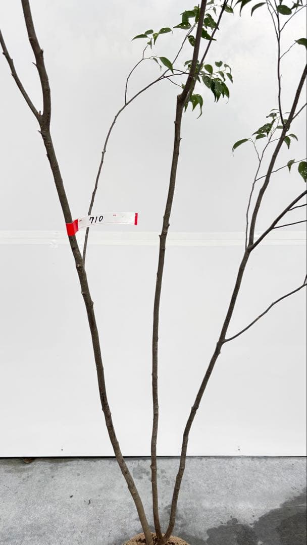 美しい樹形が魅力的 山採り ハイノキ 株立 710 樹高2.2m位 高級樹