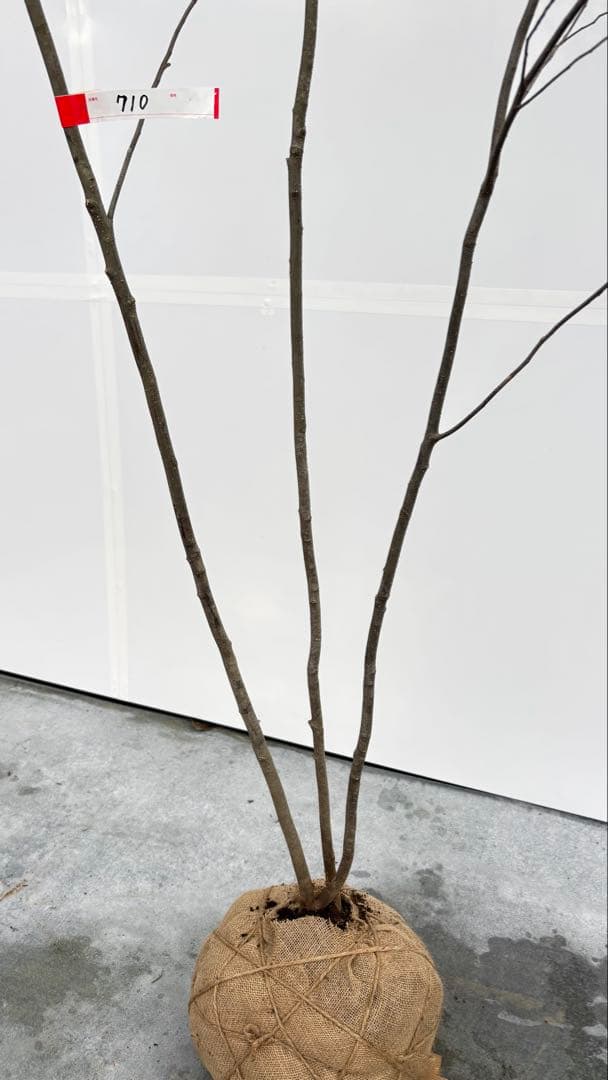 美しい樹形が魅力的 山採り ハイノキ 株立 710 樹高2.2m位 高級樹