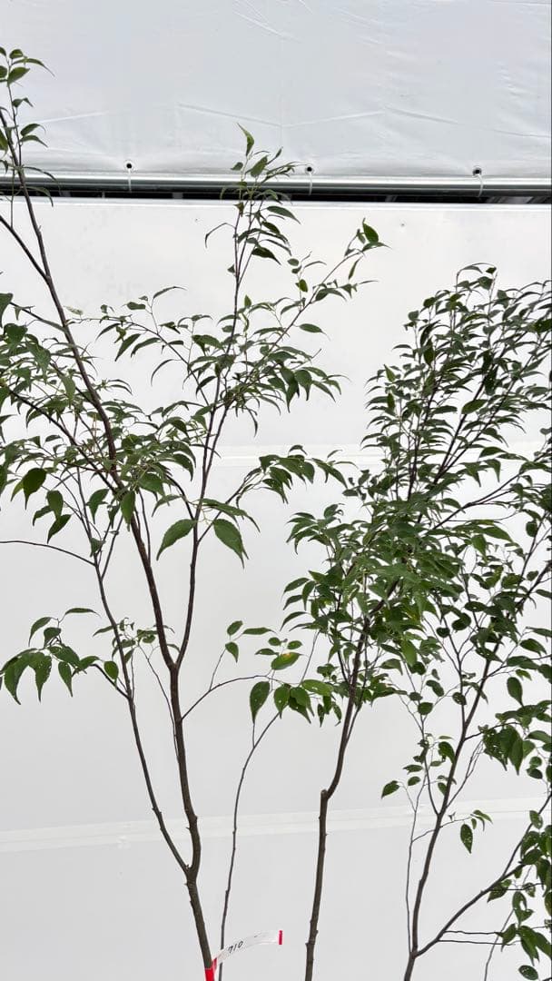 美しい樹形が魅力的 山採り ハイノキ 株立 710 樹高2.2m位 高級樹