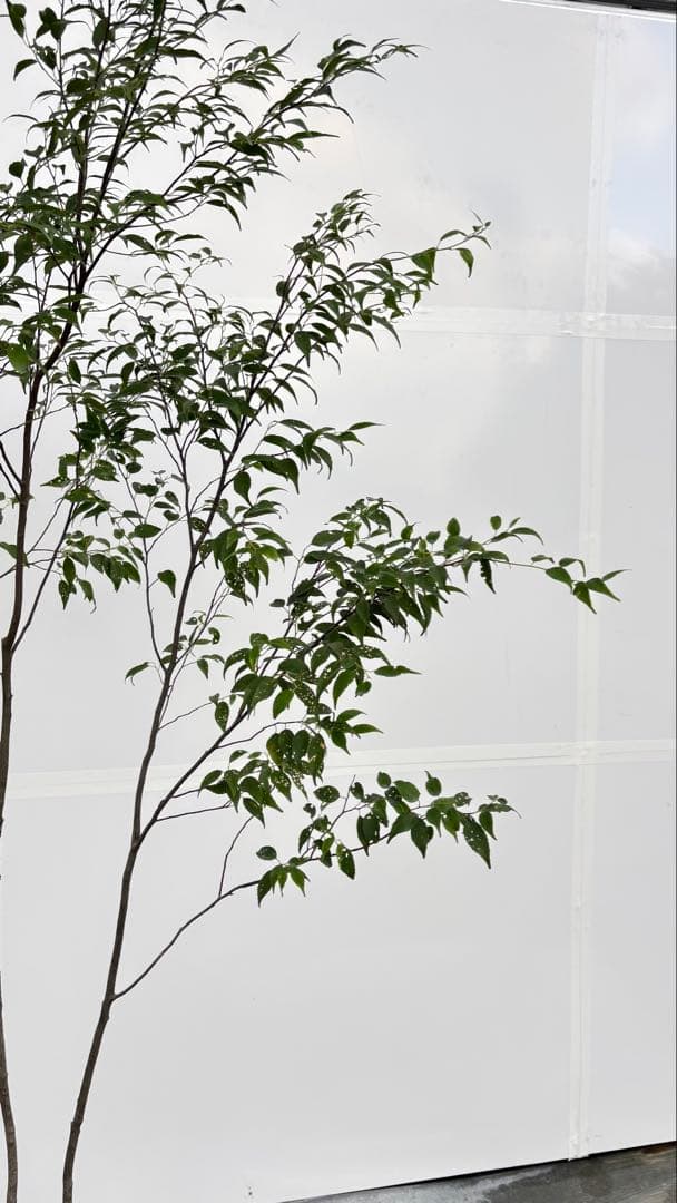 美しい樹形が魅力的 山採り ハイノキ 株立 710 樹高2.2m位 高級樹