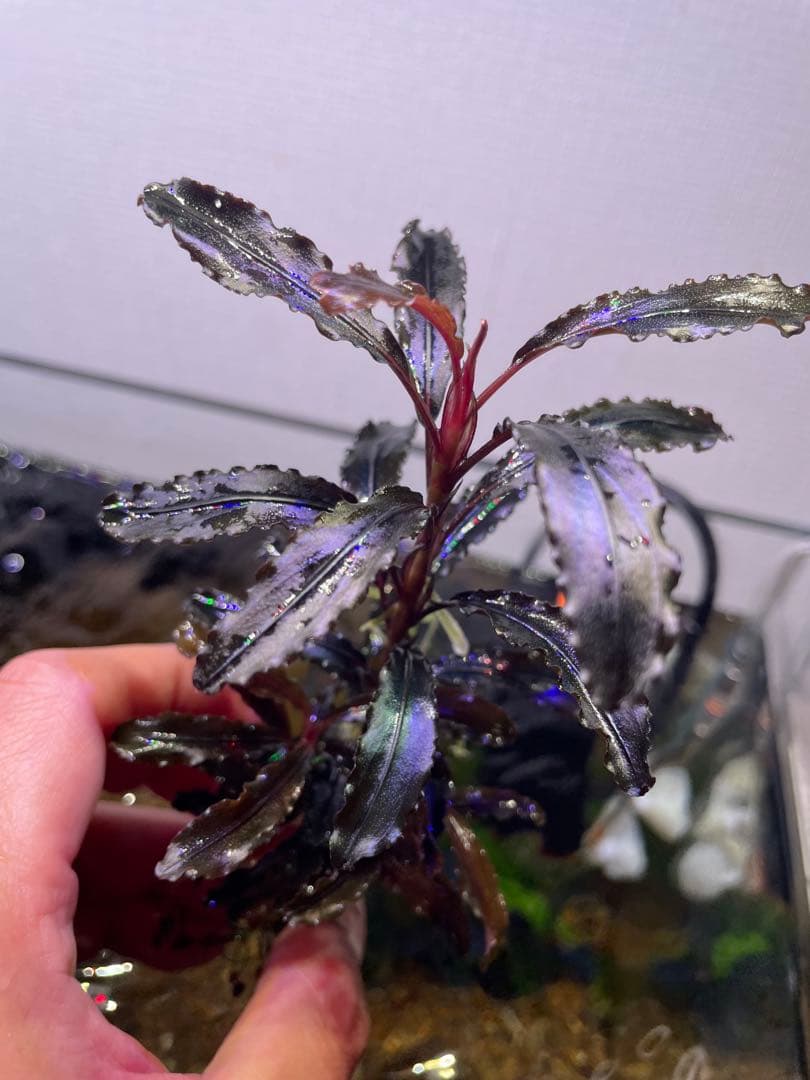 ま*ん様 ブセファランドラ 3種 4個