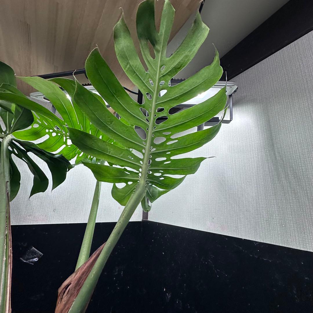 モンステラデリシオーサマクロコズム超希少系統鉢植え80㎝