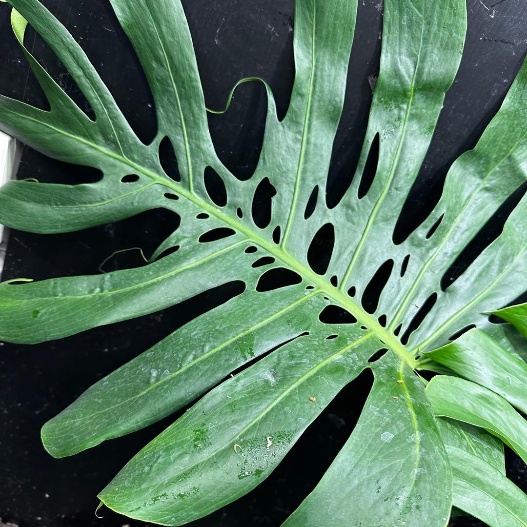 モンステラデリシオーサマクロコズム超希少系統鉢植え80㎝