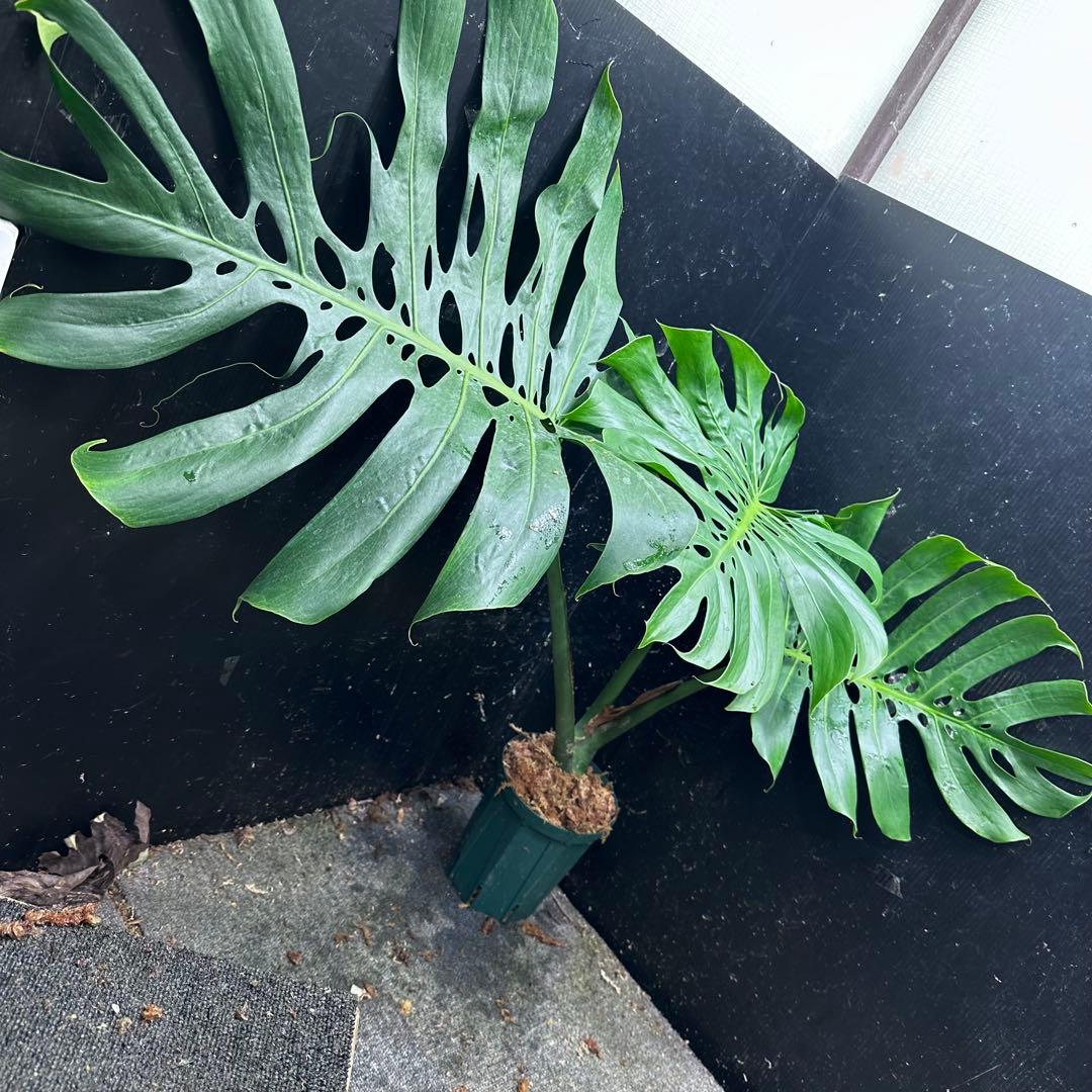 モンステラデリシオーサマクロコズム超希少系統鉢植え80㎝