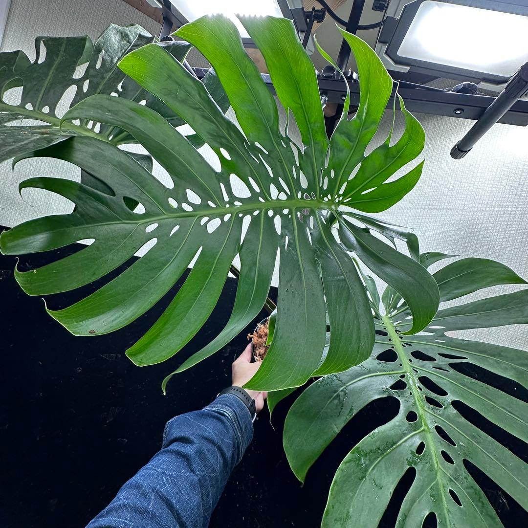 モンステラデリシオーサマクロコズム超希少系統鉢植え80㎝
