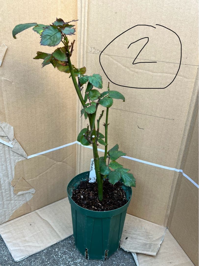 「」 切り花品種バラ苗　レアバラ 　CHIFFO♡ Rose