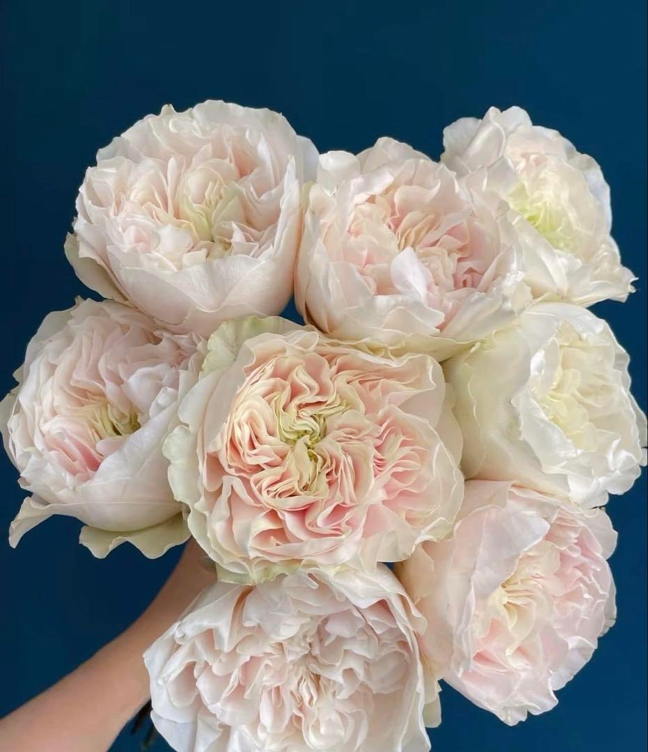 「」 切り花品種バラ苗　レアバラ 　CHIFFO♡ Rose