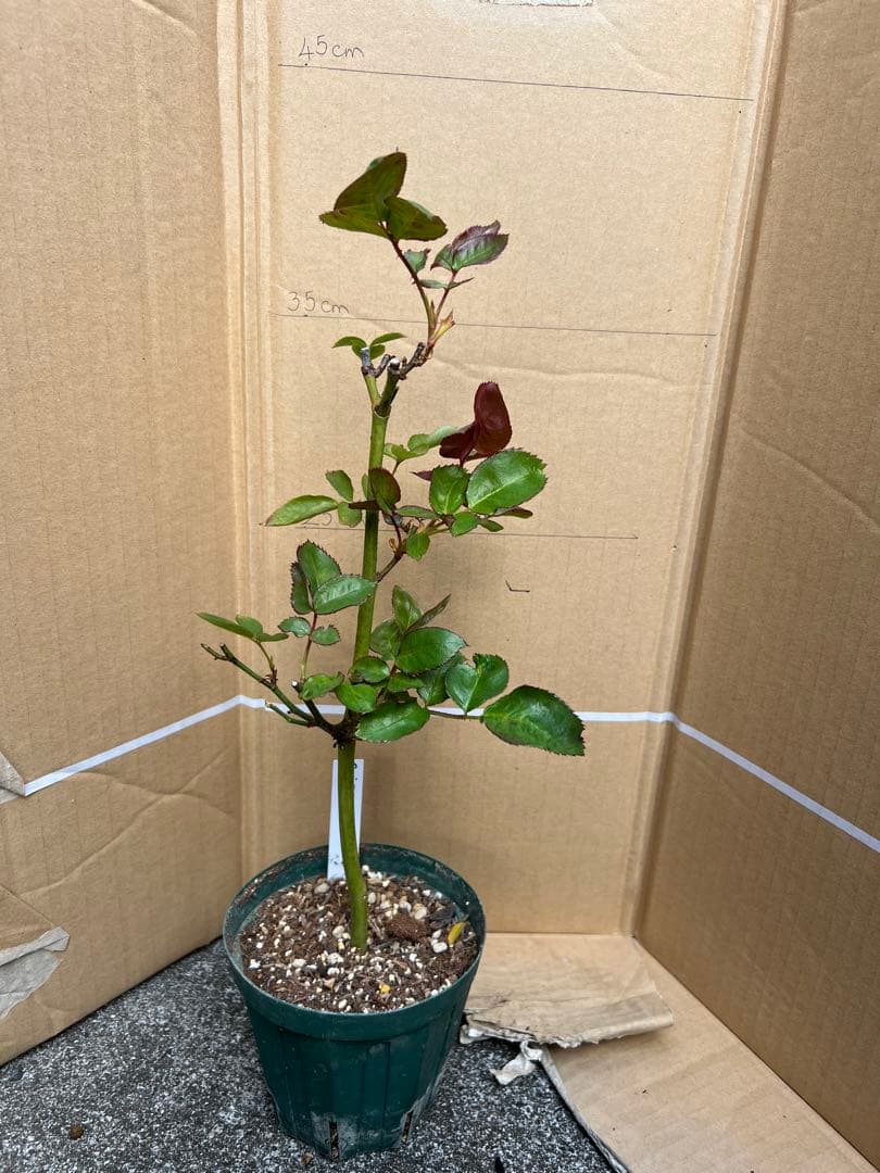 「」 切り花品種バラ苗　レアバラ 　CHIFFO♡ Rose