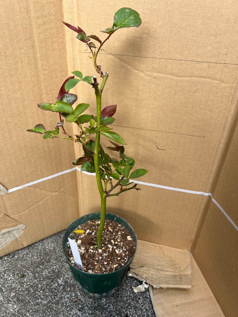 「」 切り花品種バラ苗　レアバラ 　CHIFFO♡ Rose