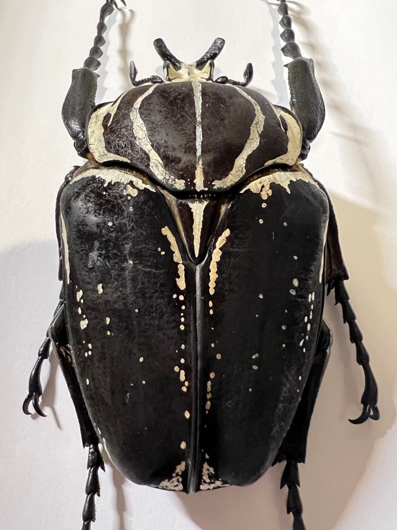 カメルーン大きさまずまず仮展脚ゴライアスオオツノハナムグリ　約93mm