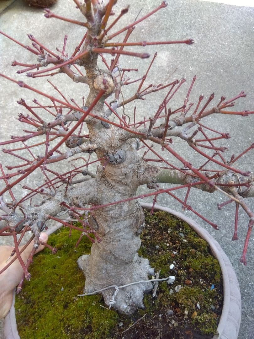 もみじ　紅葉　盆栽　10号鉢つき　幹太大株❗