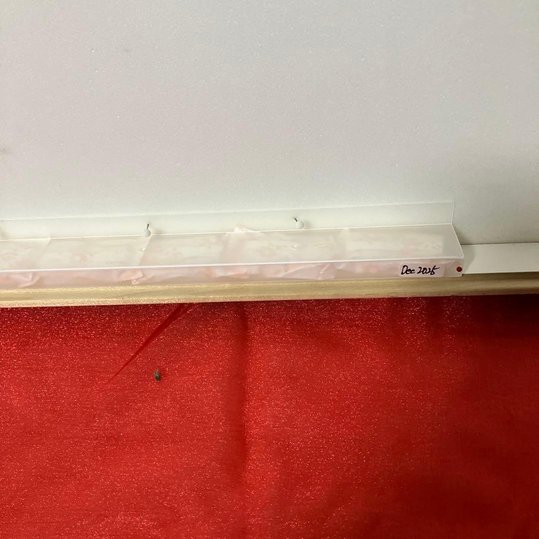 大型ドイツ箱（中古51㎝×42㎝×6㎝）に入ったヘレナモルフォ